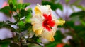 Yellow hibiscus flower Royalty Free Stock Photo
