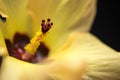 Yellow Hibiscus Flower Macro Royalty Free Stock Photo