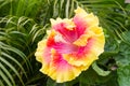 Yellow Hibiscus flower with pink color in center Royalty Free Stock Photo