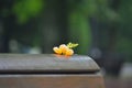 A yellow hibiscus flower on a wooden bench in the rain Royalty Free Stock Photo