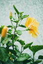 Tropical yellow Hibiscus rosa-sinensis flower, Mobile phone wallpaper, vertical