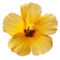 Yellow Hibiscus Flower Royalty Free Stock Photo