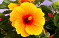 Yellow hibiscus flower Royalty Free Stock Photo