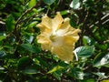 yellow hibiscus flower & x28;Sudanese rose& x29; in bright green foliage Royalty Free Stock Photo