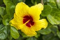 Yellow hibiscus flowers close up green leaf background in flower garden Royalty Free Stock Photo