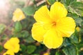 Yellow hibiscus flowers in the garden. Close up Royalty Free Stock Photo