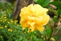 Yellow hibiscus flowers and green leaves on natural daylight green leaves background Royalty Free Stock Photo