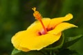 Yellow Hibiscus in the garden.