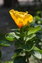 yellow hibiscus blooming and sunlight in Bangkok garden Thailand Royalty Free Stock Photo