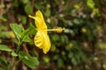 Yellow hibiscus (Malvaceae) in a tropical garden, rainy season, Senegal, horizontal format