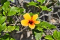 yellow hibiscus