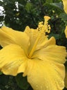 Yellow Hibiscus with Raindrops Blossoming during Rainy and Cloudy Day in Kapaa on Kauai Island, Hawaii.