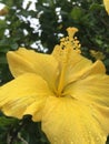 Yellow Hibiscus with Raindrops Blossoming during Rainy and Cloudy Day in Kapaa on Kauai Island, Hawaii.