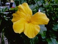 Yellow Hibiscus Rosa Sinensis