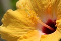 Yellow Hibiscus Stamen Royalty Free Stock Photo