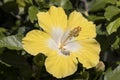 Yellow Hibiscus Royalty Free Stock Photo