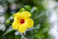 Yellow hibiskus flower with blurry background, closeup Royalty Free Stock Photo