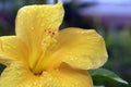 Yellow hibiskus flower close up details with rain drops Royalty Free Stock Photo