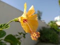 Yellow hibrid Hibiscus flower.