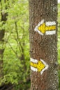 Yellow Hiking markers on a tree in the Czech Republic