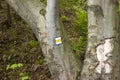 Yellow hiking sign on a tree in the forest