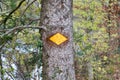 Yellow hiking trail sign marked with spray paint on a tree in front of a green yellow leaf forest