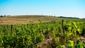 Grape fields and hillsides on the horizon