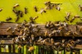 Yellow hive of bees close up, Many bees at the entrance to the hive on a sunny day