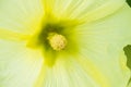 Yellow hollyhock flower