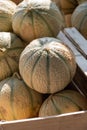 Yellow honey from Cavaillon, ripe round charentais honey cantaloupe melons on local market in Provence, France