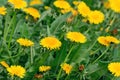 Yellow, honey dandelions in the field Royalty Free Stock Photo