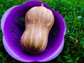 Yellow honey pumpkin in purple color container