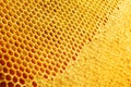 Yellow Honeycomb closeup structure