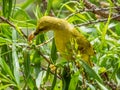 Yellow Honeyeater in Queensland Australia
