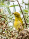 Yellow Honeyeater in Queensland Australia