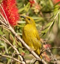 The yellow honeyeater (Stomiopera flava ) is a species of bird in the family Meliphagidae