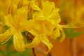 The Yellow or Honeysuckle Azalea - Rhododendron Luteum Royalty Free Stock Photo