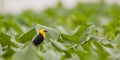 Yellow-hooded Blackbird