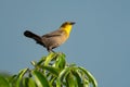 Yellow-hooded Blackbird chirping in the morning light perched on leaves.