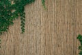 Yellow horizontal of bamboo fence with green ivy. Bamboo wall texture background for interior or exterior design Royalty Free Stock Photo