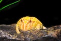 Yellow horned frog.