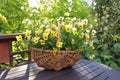 Yellow horned pansy flowers basket Royalty Free Stock Photo