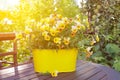 Yellow horned pansy flowers pot