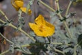 Yellow horned poppy, also called Glaucium flavum