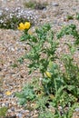 Yellow Horned-poppy - Glaucium flavum - Cley Marshes Norfolk Wildlife Trust, England, UK