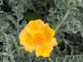 Yellow Horned Poppy Or Glaucium Flavum Crete Greece Royalty Free Stock Photo