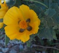 Yellow Horned Poppy Or Glaucium Flavum Crete Greece Royalty Free Stock Photo