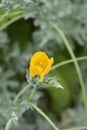 Yellow horned poppy