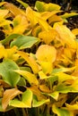 Hosta nigrescens in autumn Royalty Free Stock Photo