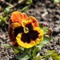 Yellow-hot heartsease